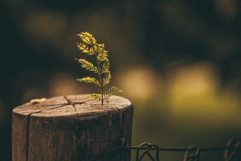 planta-em-pedaço-de-madeira